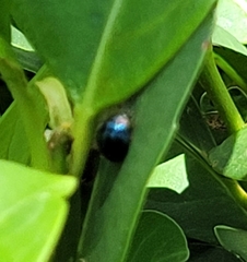 Curinus coeruleus