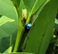 Curinus coeruleus
