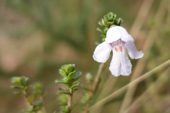 Prostanthera cuneata