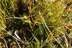 Gentianella muelleriana