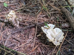 Sparassis spathulata