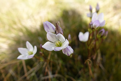 Gentianella muelleriana