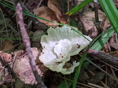 Sparassis spathulata