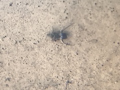 Encyrtinae