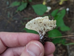 Sparassis spathulata