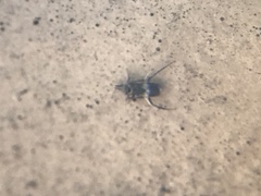 Encyrtinae