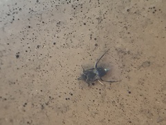 Encyrtinae