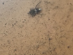 Encyrtinae