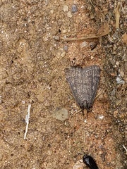 Loxostegopsis merrickalis