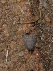Loxostegopsis merrickalis