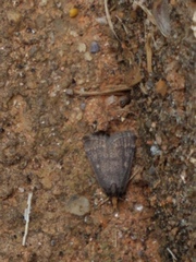 Loxostegopsis merrickalis