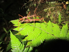 Hesperophasmatini