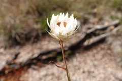 Coronidium waddelliae