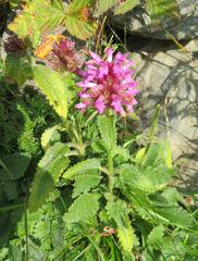 Betonica hirsuta