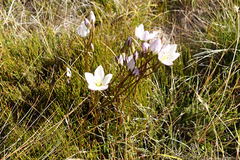 Gentianella muelleriana