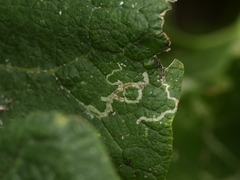 Phytomyza lappae