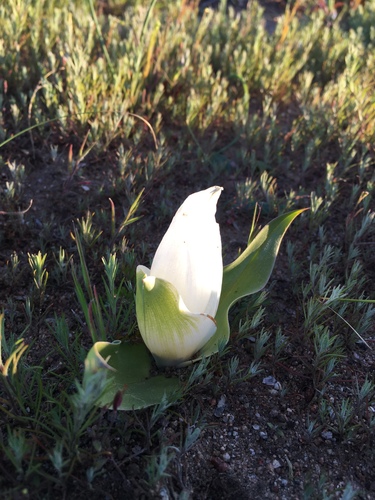 Colchicum capense