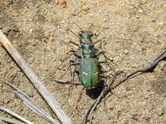 Cicindela purpurea
