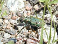 Cicindela purpurea