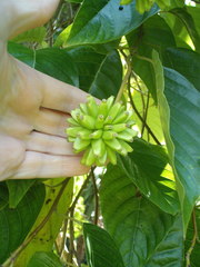 Camptotheca acuminata