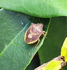 Dendrocoris