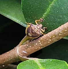 Dendrocoris