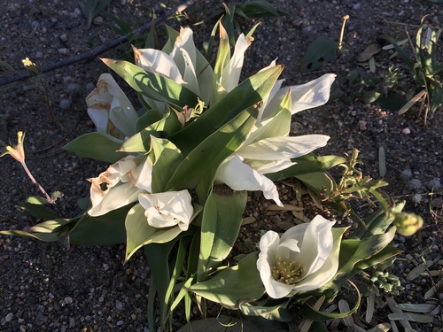 Colchicum capense
