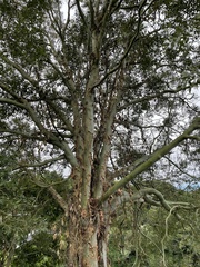 Eucalyptus deglupta