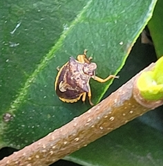 Dendrocoris