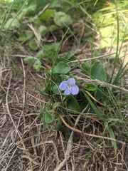 Veronica filiformis