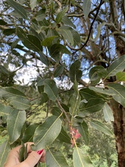 Eucalyptus deglupta