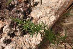 Coronidium waddelliae