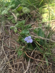 Veronica filiformis