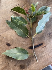 Eucalyptus deglupta