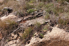 Coronidium waddelliae