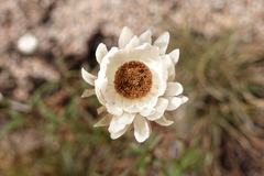 Coronidium waddelliae