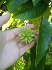 Camptotheca acuminata