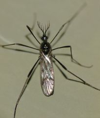 Gynoplistia campbelli