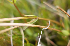 Gentianella muelleriana