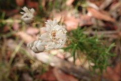 Coronidium waddelliae