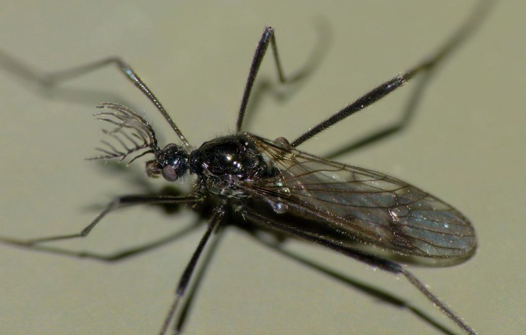 Gynoplistia campbelli