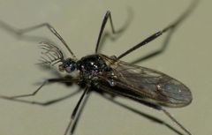 Gynoplistia campbelli