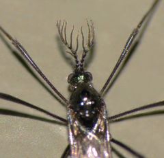 Gynoplistia campbelli