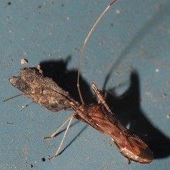 Paraxenetus guttulatus