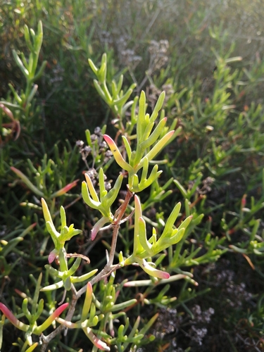 Image of Ruschia multiflora by (c) Danie Palm, some rights reserved (CC BY)