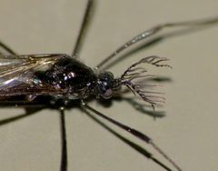 Gynoplistia campbelli