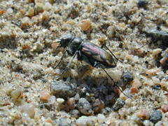 Cicindela scutellaris lecontei