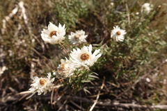 Coronidium waddelliae