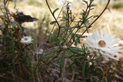 Coronidium waddelliae