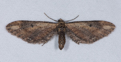 Eupithecia subapicata